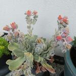 Echeveria runyonii 'Topsy Turvy' - 