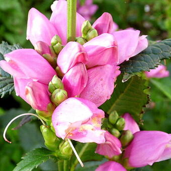 Chelone obliqua