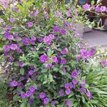 Lycianthes rantonnetii 'Blue Fountain' - 