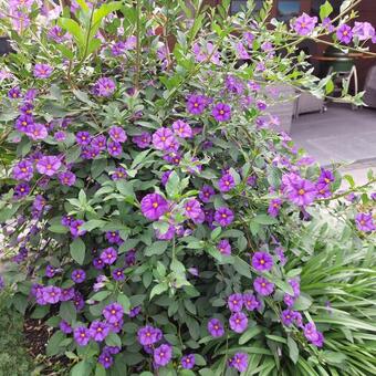 Lycianthes rantonnetii 'Blue Fountain'