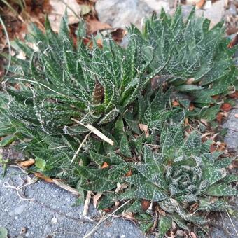 Aloe aristata