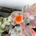 Echeveria runyonii 'Topsy Turvy' - 