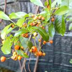 Pyracantha 'Orange Charmer' - 