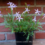 Isotoma axillaris 'Blue Star' - 