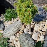 Abies procera 'Yin' - 