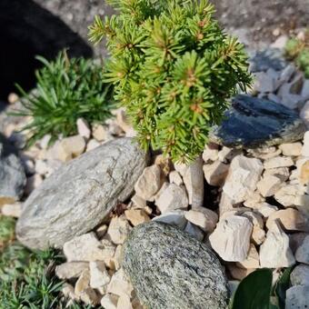 Abies procera 'Yin'