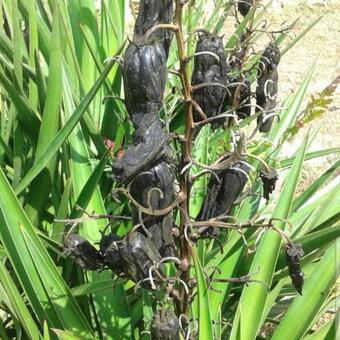 Yucca aloifolia