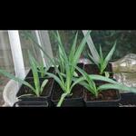 Yucca aloifolia - 