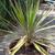 Yucca aloifolia