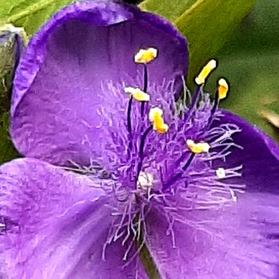 Tradescantia andersoniana 'Zwanenburg Blue'