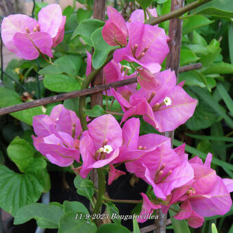 Bougainvillea