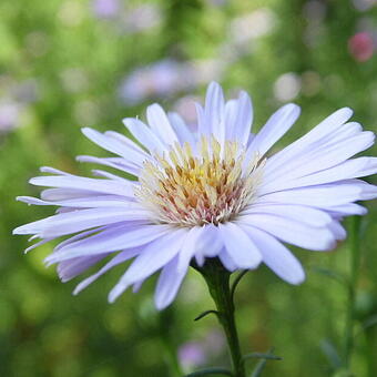 Symphyotrichum pilosum var. pringlei 'Blue Butterfly'