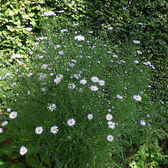 Symphyotrichum pilosum var. pringlei 'Blue Butterfly'