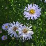 Symphyotrichum pilosum var. pringlei 'Blue Butterfly' - 