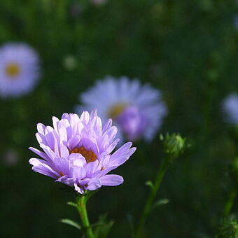 Symphyotrichum pilosum var. pringlei 'Blue Butterfly'