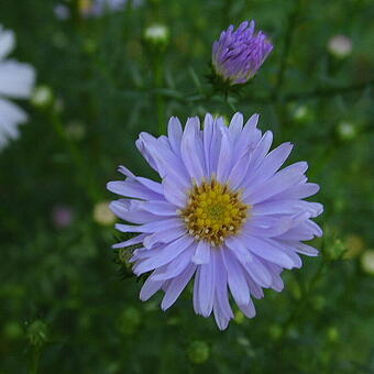 Symphyotrichum pilosum var. pringlei 'Blue Butterfly'