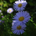 Symphyotrichum pilosum var. pringlei 'Blue Butterfly' - 