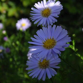 Symphyotrichum pilosum var. pringlei 'Blue Butterfly'