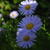 Symphyotrichum pilosum var. pringlei 'Blue Butterfly'