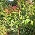 Pyrus x bretschneideri 'Early Shu' - 