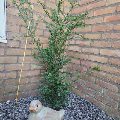 If commun - Taxus baccata