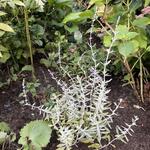 Perovskia atriplicifolia 'Blue Haze' - 