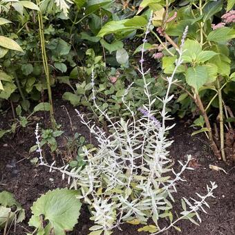 Perovskia atriplicifolia 'Blue Haze'