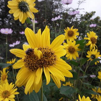 Helianthus decapetalus 'Capenoch Star'