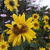 Helianthus decapetalus 'Capenoch Star'