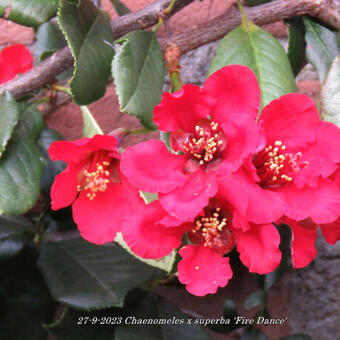 Chaenomeles x superba 'Fire Dance'