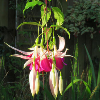 Fuchsia 'Windhapper'