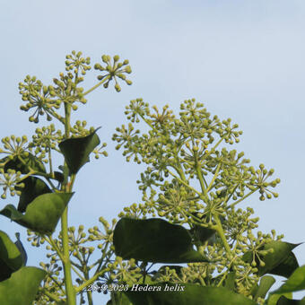 Hedera helix