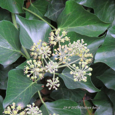 Lierre grimpant - Hedera helix