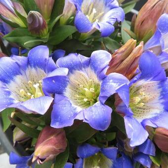 Gentiana acaulis 'Luna'