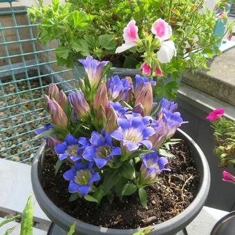 Gentiana acaulis 'Luna'