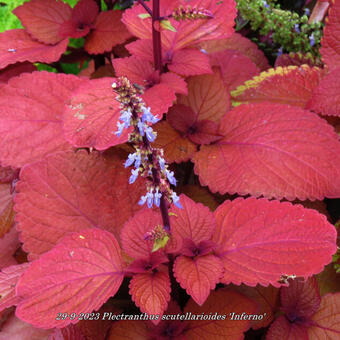 Plectranthus scutellarioides 'Inferno'