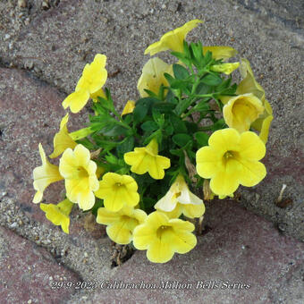 Calibrachoa Million Bells Series