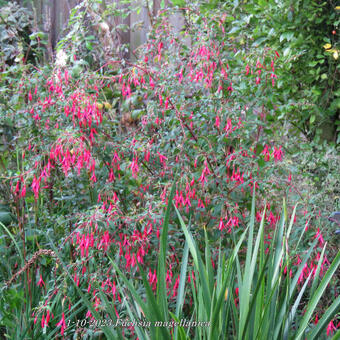 Fuchsia magellanica