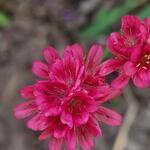 Armeria pseudarmeria 'Joystick Red' - 