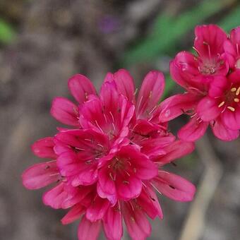 Armeria pseudarmeria 'Joystick Red'