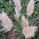 Cortaderia selloana 'Golden Goblin'  - 