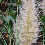 Cortaderia selloana 'Golden Goblin'  - 