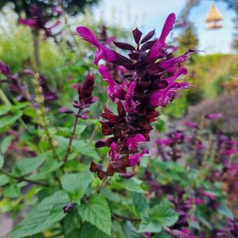 Salvia microphylla 'Salvinio Lilac'