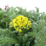 Achillea tomentosa 'Aurea'