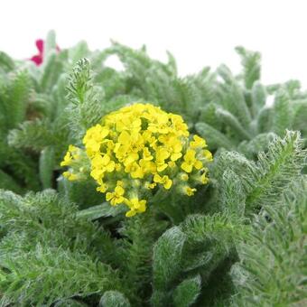 Achillea tomentosa 'Aurea'