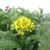 Achillea tomentosa 'Aurea'