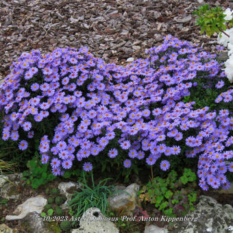 Aster Dumosus 'Prof. Anton Kippenberg'