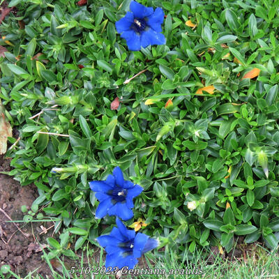 Gentiane acaule - Gentiana acaulis