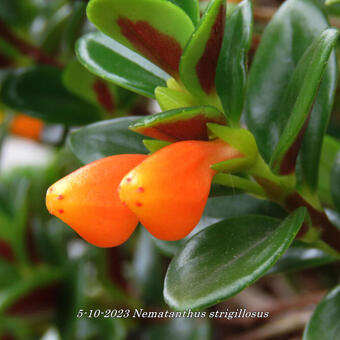 Nematanthus strigillosus