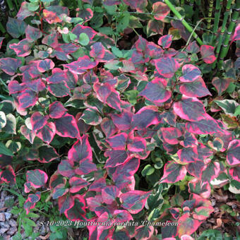 Houttuynia cordata 'Chameleon'